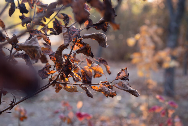 秋は森の中で黄金色です。バックライト付きの夜の光。秋の文字背景. - 写真・画像