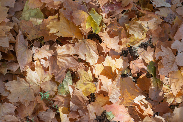 Az ősz arany az erdőben. Hátul megvilágított esti fény. Őszi textúra háttér. - Fotó, kép