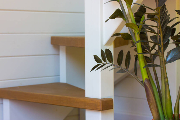 Escaliers en bois menant à un deuxième étage dans un appartement ou une maison en duplex. Plante d'intérieur en pot Zamioculcas. L'espace vert. Intégrer la nature dans la vie quotidienne, en harmonie avec le concept de nature. Murs en bois blanc. - Photo, image