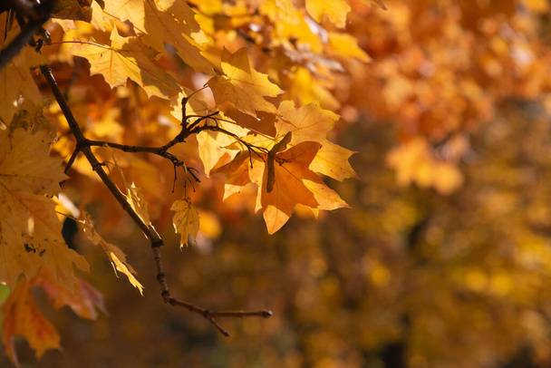 Az ősz arany az erdőben. Hátul megvilágított esti fény. Őszi textúra háttér. - Fotó, kép
