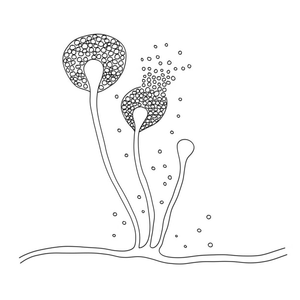 Struktur von Schleimpilz, Schwarzpilz, Gelbpilz, Abbildung. Opportunistische Pilze, die Schleimhaut, Nasennebenhöhlen, Gehirn und Lungen befallen. Komplikation von Covid-19 - Foto, Bild