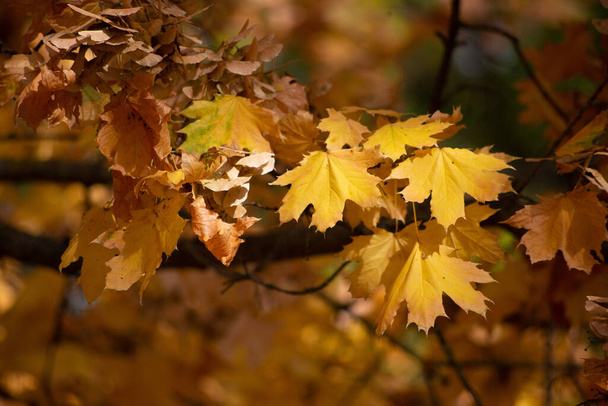 Autumn is golden in the forest. Backlit evening light. Autumn textural background. - Valokuva, kuva