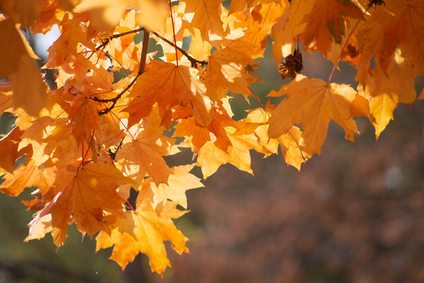 Der Herbst ist golden im Wald. Hinterleuchtetes Abendlicht. Textueller Hintergrund des Herbstes. - Foto, Bild
