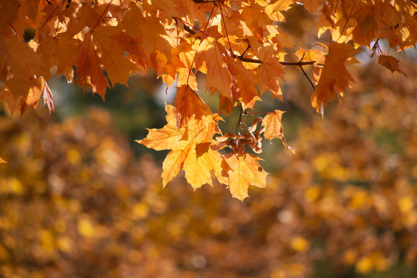 Autumn is golden in the forest. Backlit evening light. Autumn textural background. - Photo, image