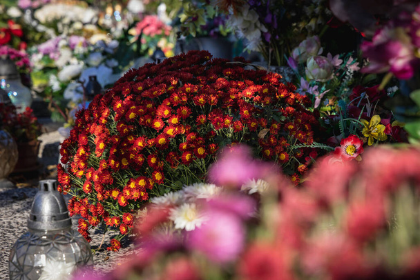 Chryzantémy na Wolskiho hřbitově ve varšavské čtvrti Wola, Polsko před Dnem všech svatých - Fotografie, Obrázek