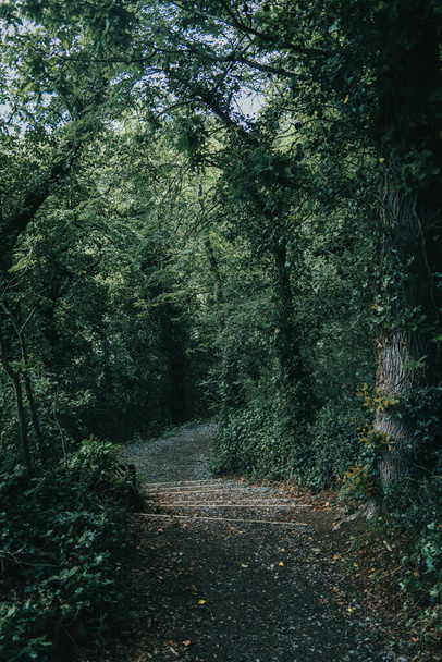 A narrow footpath in the green forest in Ireland - Photo, Image