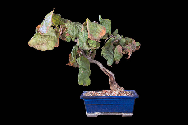decorative hazel bonsai on wdark background - Photo, Image