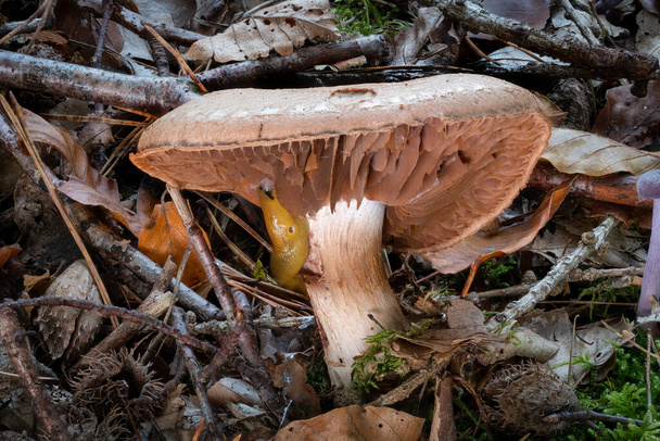 Side view of a single Cortinarius mushroom between leaves - Photo, Image