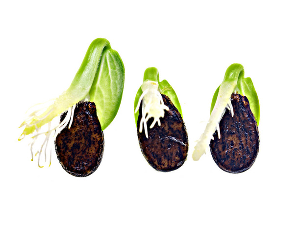 проросшие семена арбуза на белом фоне - Фото, изображение