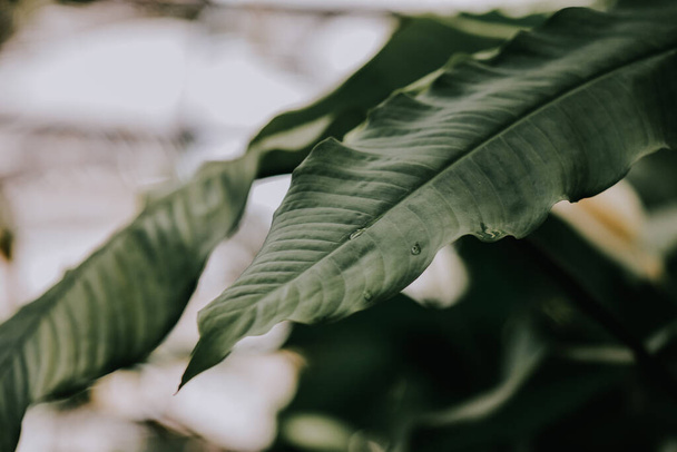 A closeup of a leafy plant - Valokuva, kuva