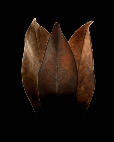 A vertical shot of leaves for wallpaper and background - Zdjęcie, obraz
