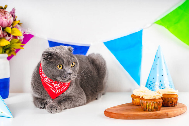 Grey Scottish fold cat celebrates birthday surrounded by festival decor with colorful flags and cupcakes. Funny cat is wearing a collar with a scarf - Фото, изображение