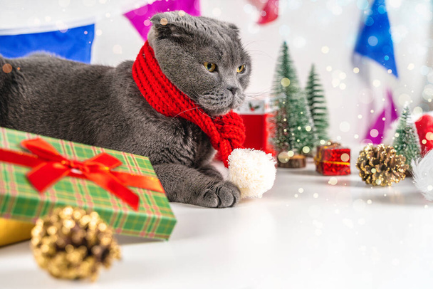 Kaunis uusi vuosi ja joulukortti kissan kanssa festivaalin sisustuksesta. Skotlantilainen kertainen kissa ja joulu hämärä juhlava sisustus. - Valokuva, kuva