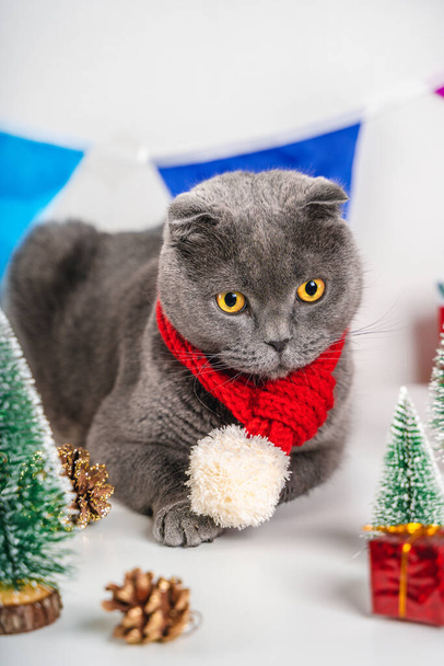 Un bellissimo nuovo anno e un biglietto di Natale con un gatto dall'arredamento del festival. Scozzese piega gatto e Natale sfocato arredamento festivo. - Foto, immagini