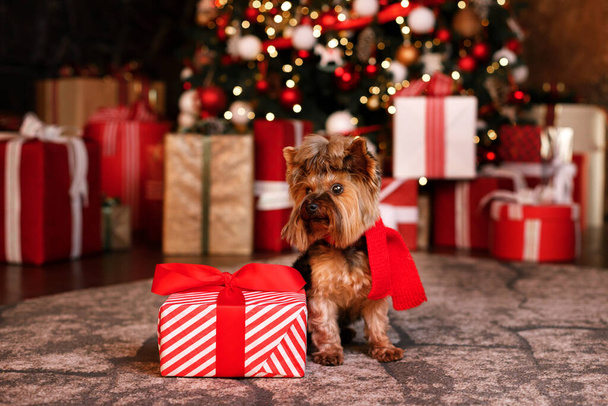 Yorkshire Terrier avec un cadeau de Noël dans le contexte d'un arbre de Noël magnifiquement décoré et des cadeaux. Carte de Noël - Photo, image