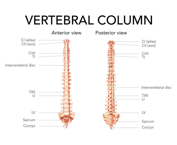 Columna vertebral humana en vista posterior anterior, disco intervertebral con partes de la columna vertebral etiquetadas. Vector plano realista - Vector, Imagen