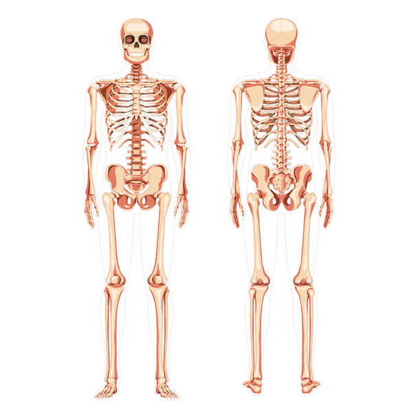 Esqueleto Diagrama humano realista vista traseira frontal. Conjunto de cor natural plana ilustração vetorial anatomia do tabuleiro didático - Vetor, Imagem
