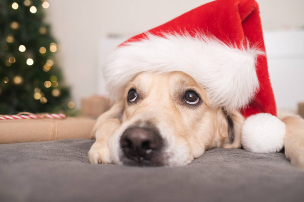 A dog in a santa claus hat lies near a christmas tree with gifts for christmas. Christmas card with a pet. The Golden Retriever sleeps in a cozy, festive atmosphere. - Photo, Image