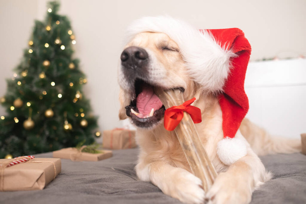 A dog wearing a santa claus hat holds his gift bone near the christmas tree with presents for christmas. Christmas card with a pet. The Golden Retriever sits in a cozy, festive atmosphere. - Photo, image