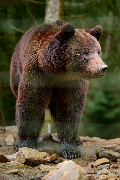 Naturalny Park Narodowy Ukrainy Synevyrska Polana i jego mieszkańcy niedźwiedzie brunatne, Karpaty mieszkańców. - Zdjęcie, obraz