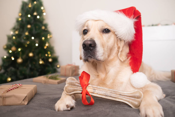 A dog wearing a santa claus hat holds his gift bone near the christmas tree with presents for christmas. Christmas card with a pet. The Golden Retriever sits in a cozy, festive atmosphere. - Photo, Image