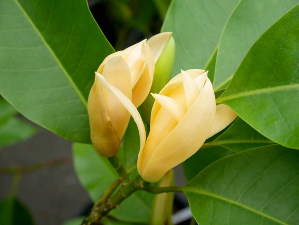 Amarillo Champaka o Magnolia Champaca con hojas en rama - Foto, imagen