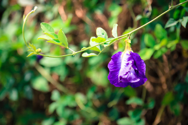 ツリー上の新鮮な紫色の蝶のエンドウ豆の花 - 写真・画像