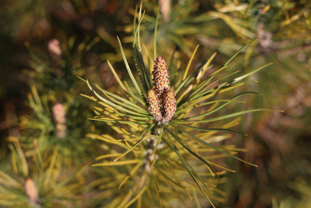 A closeup shot of a needle with pine cones on a blurred background - Photo, image