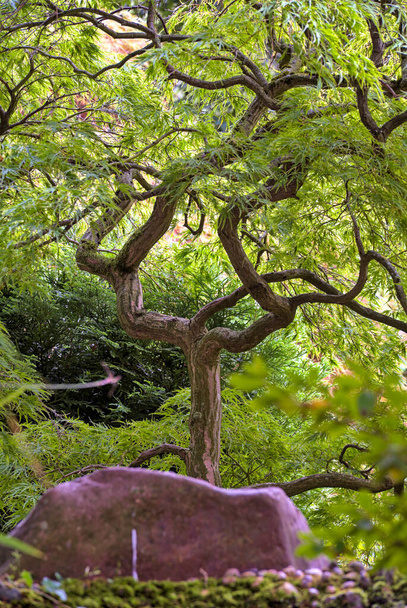 A vertical shot of a decorative green tree with a rock - Foto, Bild