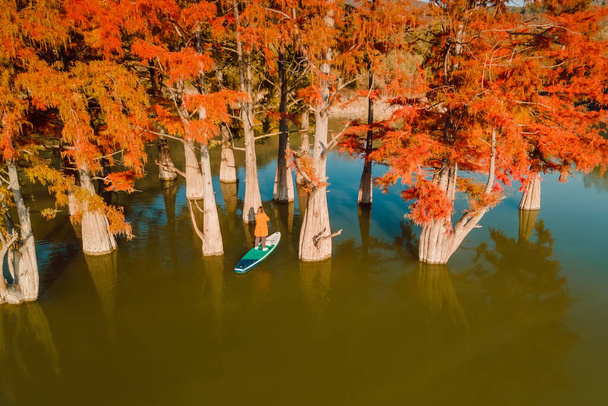 Viajero en tabla de paddle en el lago y otoñal Taxodium distichum árboles y sol. Naranjos y tabla de paddle - Foto, imagen
