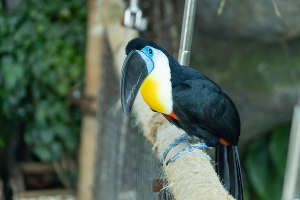 Kanálově zúčtovaný toucan close up (Ramphastos vitellinus) close up on a branch in South America. - Fotografie, Obrázek