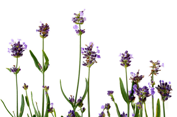 Lavender - Photo, image