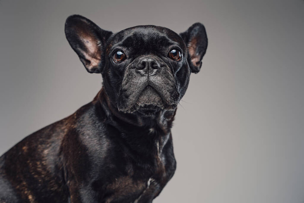 Bulldog domestico in miniatura con pelliccia nera guardando la fotocamera - Foto, immagini