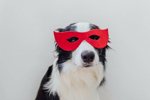 Funny portrait of cute dog border collie in superhero costume isolated on white background. Puppy wearing red super hero mask in carnival or halloween. Justice help strenght concept - Photo, Image