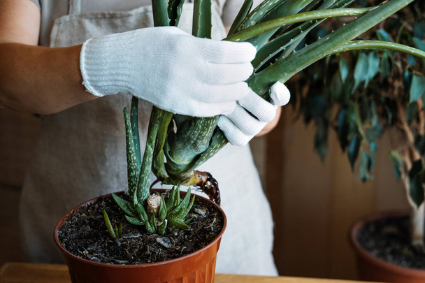 How to plant and grow aloe vera succulent houseplant at home. Aloe Vera Plant Care. Female hand in garden gloves cut and re-pot Aloe barbadensis Plant, cutting off few leaves - Foto, Bild