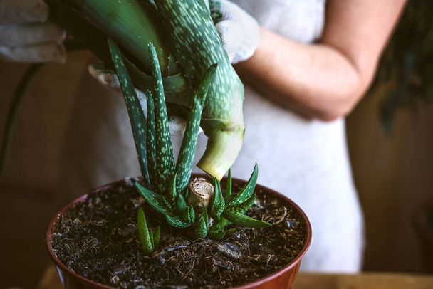 How to plant and grow aloe vera succulent houseplant at home. Aloe Vera Plant Care. Female hand in garden gloves cut and re-pot Aloe barbadensis Plant, cutting off few leaves - Foto, Imagen