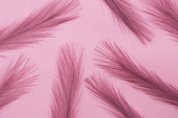 Feathers of pink color on a pink background. - Photo, Image