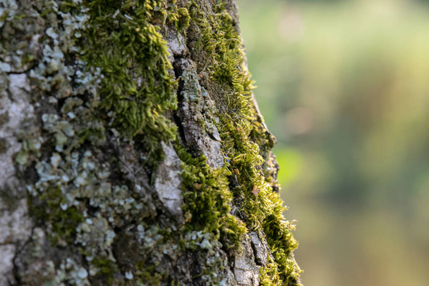 Close Up Of Moss On A Tree At Amsterdam The Netherlands 12-8-2020 - Photo, Image