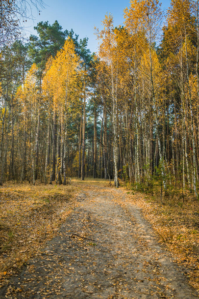 Época de outono calma. Bela paisagem com a estrada na floresta de outono. Vidoeiros com folhas verdes, amarelas e laranjas e pedestres na floresta em dia ensolarado - Foto, Imagem
