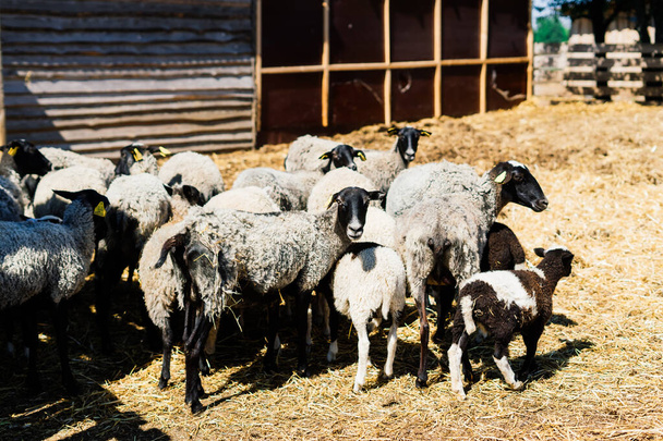 Grupo de ovejas graciosas. Retrato de oveja en la granja. - Foto, Imagen