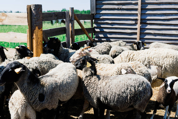 Grupo de ovejas graciosas. Retrato de oveja en la granja. - Foto, imagen