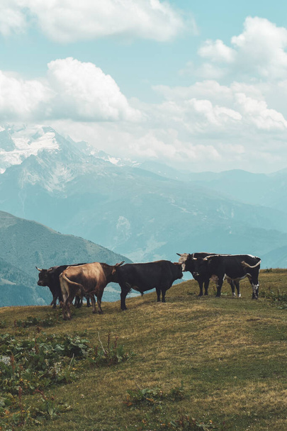 Cows in the mountains in Svaneti region, Georgia, Asia. Snowcapped hills in the background. Summer mountain landscape. Blue sky with clouds above. Georgian travel destination - Foto, afbeelding