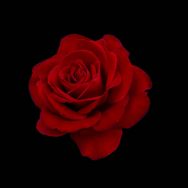 Dark red rose is on black background - Фото, зображення
