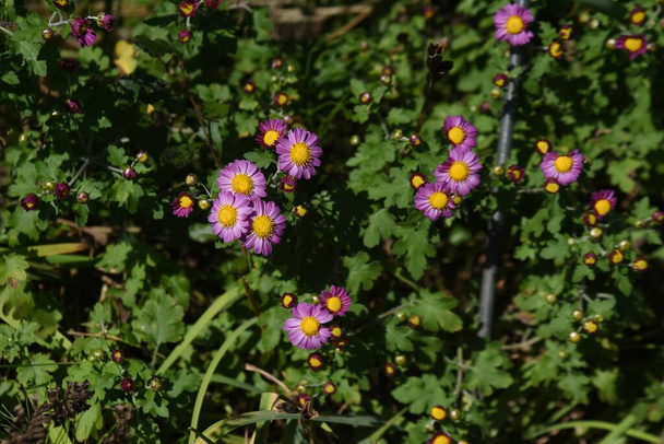 Pequenas flores de crisântemo morifolium. Asteraceae plantas ornamentais perenes. A estação de floração é de setembro a novembro. - Foto, Imagem