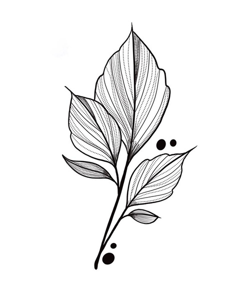 szkic tatuażu botanicznego - piękna gałązka roślin. Szablon elementu botanicznego do projektowania graficznego, dekoracji ślubnej, tekstyliów, upominków, druku papeterii - Zdjęcie, obraz