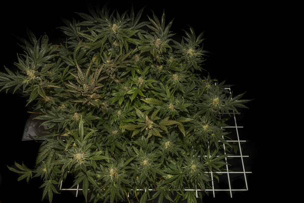 Farbe S.A.G.E. Vielfalt an Marihuana-Blüten in weißem Scrog-Netz mit schwarzem Hintergrund - Foto, Bild