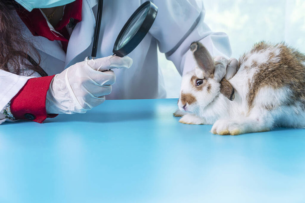 Health care animal concept. Veterinarian doctor wear face mask and glove using magnifying glass looking check up problem sick ear something white brown rabbit bunny on table in the clinic. - Photo, Image