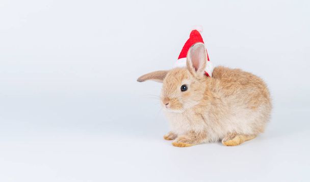 Feier Weihnachten Neujahr und Ostern Tier-Konzept. Kuscheliges kleines braunes Kaninchen-Häschen trägt rote Weihnachtsmütze auf dem Haar mit Kopierraum, während es auf isoliertem weißem Hintergrund sitzt. - Foto, Bild