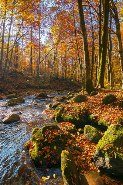 water stream in the forest. beautiful autumn nature scenery with colorful foliage on the trees. mossy stones on the shore. warm sunny weather - Foto, Imagem