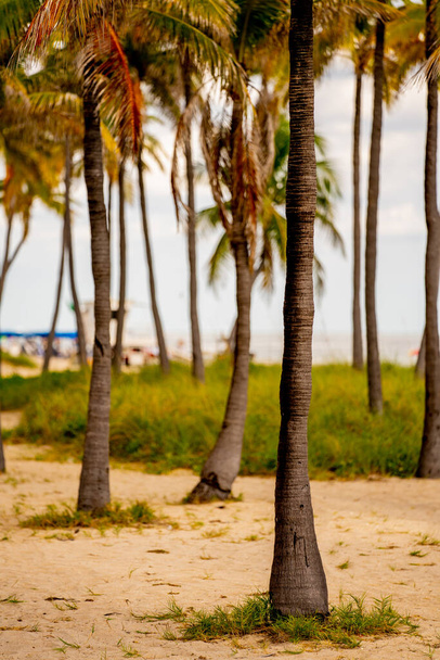 Summer scene with palm trees - Foto, immagini